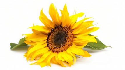 Obraz premium Closeup of a Vibrant Yellow Sunflower