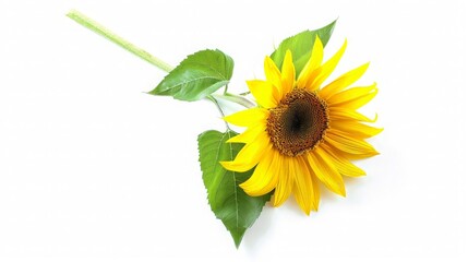 Obraz premium Single Sunflower on White Background