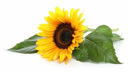 Obraz premium Single Sunflower with Green Leaves on White Background