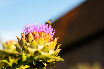 Eine Biene fliegt auf die Blüte einer Artischocke