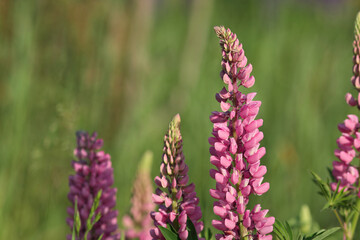 Purple Lupin flowers blooms in the field. Bunch of Lupinus Polyphyllus  summer flower background. Violet spring and summer Flower. Pink flowers. Lupine a dark green background. Lupinus. 