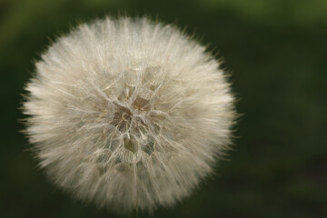 Silhouette head of Dandelion flower on a beautiful natural blurred background. Dandelion flower. Taraxacum Erythrospermum. Abstract nature background of Dandelion in spring. Seed macro close up.