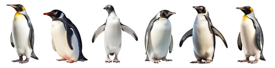 Fototapeta premium Penguin animal png cut out element set