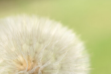 Dandelion on a green background. Freedom to Wish. Abstract dandelion flower background. Seed macro closeup. Soft focus. Silhouette fluffy flower. Nature background with dandelion. Fragility