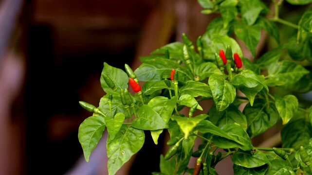 Small red and green chili pepper on tree with leaves