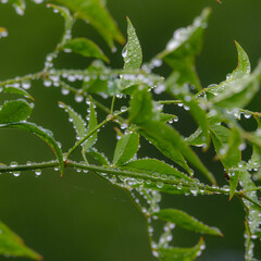 梅雨入りの日