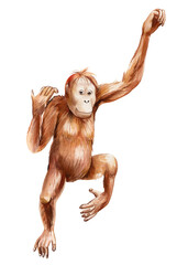 Orangutan, Monkey realistic watercolor painting. jungle wild animal Isolated on background, Adorable animal zoo clipart © Hanna