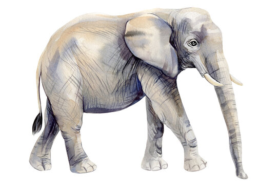 Realistic elephant isolated background. Hand-drawn watercolor Wild African animal. Wildlife poster, invitation. Zoo park