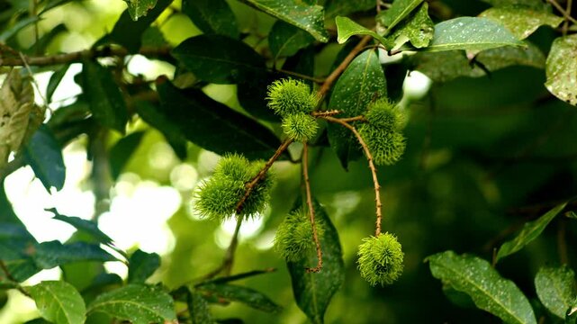 Green rambutan unripe on tree around leaves, closeup