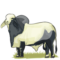 brahman bull is standing in a green meadow