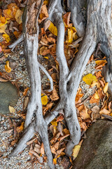 The dried roots of an old tree on the sandy shore. Autumnal texture. 
The wonders of nature are amazing.