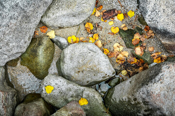 Autumn leaves lie among the rocks on the coast, creating a beautiful autumnal pattern.