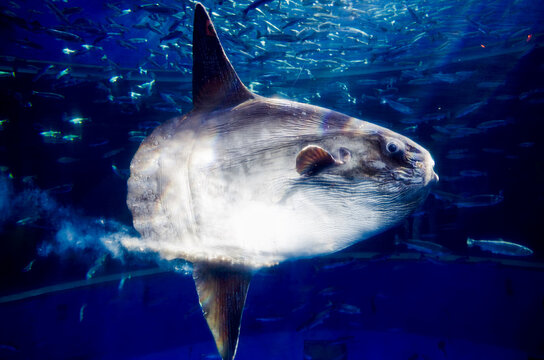 マンボウ