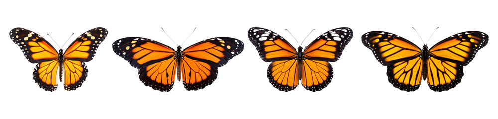 Obraz premium Butterfly png cut out element set