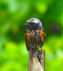 robin on a branch
