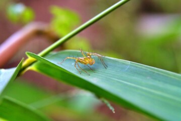 A spider is stiting on the leaf