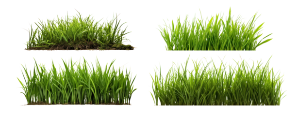 Plant leaf png element set on transparent background