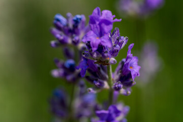 Obraz premium Purple Lavender in close up view with de focus bokeh background