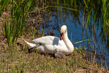 A swan with small chicks in the thickets by the pond