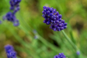 Purple Lavender in close up view with de focus bokeh background