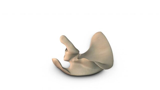 Human Scapula bone isolated on white background