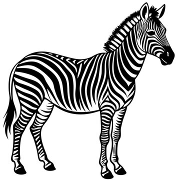 zebra vector illustration