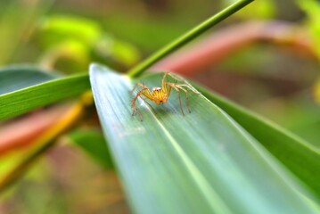 A spider is stiting on the leaf