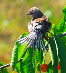 bird on a branch