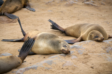 Resting black fur seals at the Cape Cross reserve in Namibia