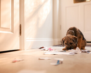 Badly Behaved Border Terrier Puppy Ripping Up Letters In Hallway Of Home