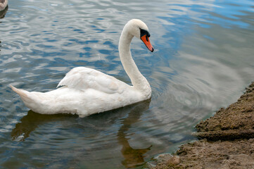 Obraz premium A white majestic swan floats in front of a wave of water. Young swan in the middle of the water. Drops on a wet head.