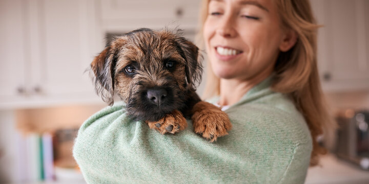 Female Owner Holding And Cuddling Border Terrier Puppy At Home