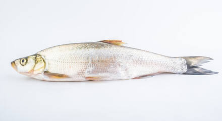 A fresh white fish on a white background