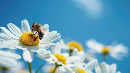 Fototapeta premium Honeybee Collecting Nectar on White Daisy Flower Against Clear Blue Sky in Springtime