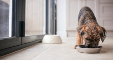 Close Up Of Cute Border Terrier Puppy Eating Food From Dog Bowl On Kitchen Floor At Home