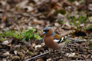 Close up of a common finch, a typical Dutch bird, standing on the ground of a forest, between trigs and uts in autumn