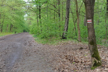 Obraz premium A dirt road through the green forest in spring