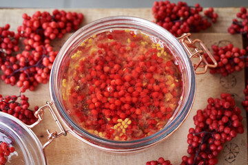Glass jar filled with whole and crushed red elderberry or Sambucus racemosa fruit and alcohol to prepare herbal tincture for immune support