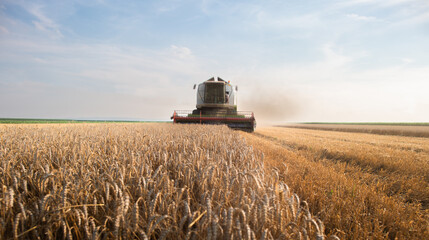 Harvester working in wheatfield at sunset.