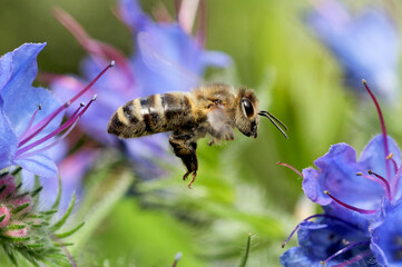 Westliche Honigbiene am Natternkopf