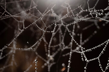 Water droplets on spider web in forests.