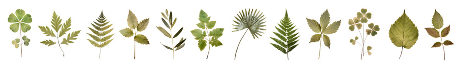 Obraz premium Green dried leaves png on transparent background