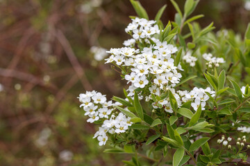 
small white cherry blossoms on a tree branch