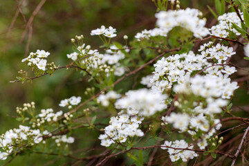
a white beauty bush of small flowers