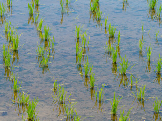 苗が植えられた水田の風景