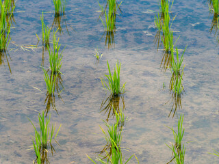 苗が植えられた水田の風景