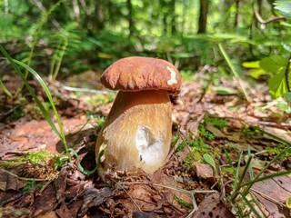 A young porcini mushroom with a thick stalk illuminated by sunlight in the forest. Boletus mushroom close-up growing on forest soil. Selective focus.