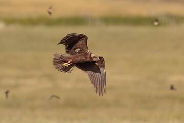 Fototapeta premium Female sub adult western marsh harrier Circus aeruginosus on spring migration hunting.