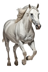 Fototapeta premium White Horse Running Isolated on White Background