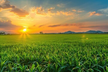 Beautiful environment landscape of green field cornfield or corn in Asia country agriculture harvest with sunset sky background.